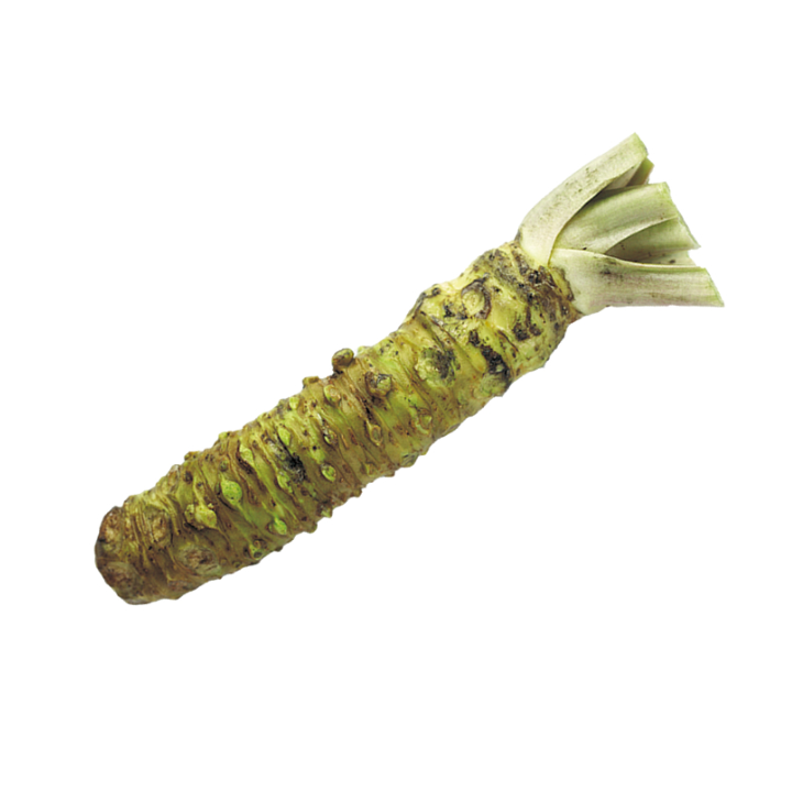Raíz Wasabi Fresca +/-35g